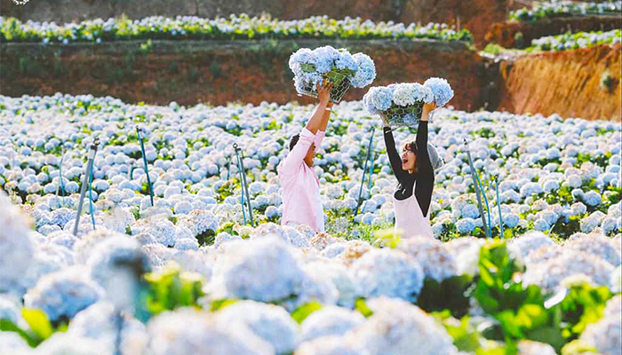 Cao nguyên Đà Lạt ngập tràn sắc hoa